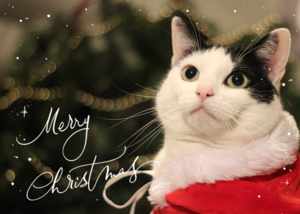 Jessie posing in front of a Christmas tree wearing a Christmas outfit with the message: Merry Christmas