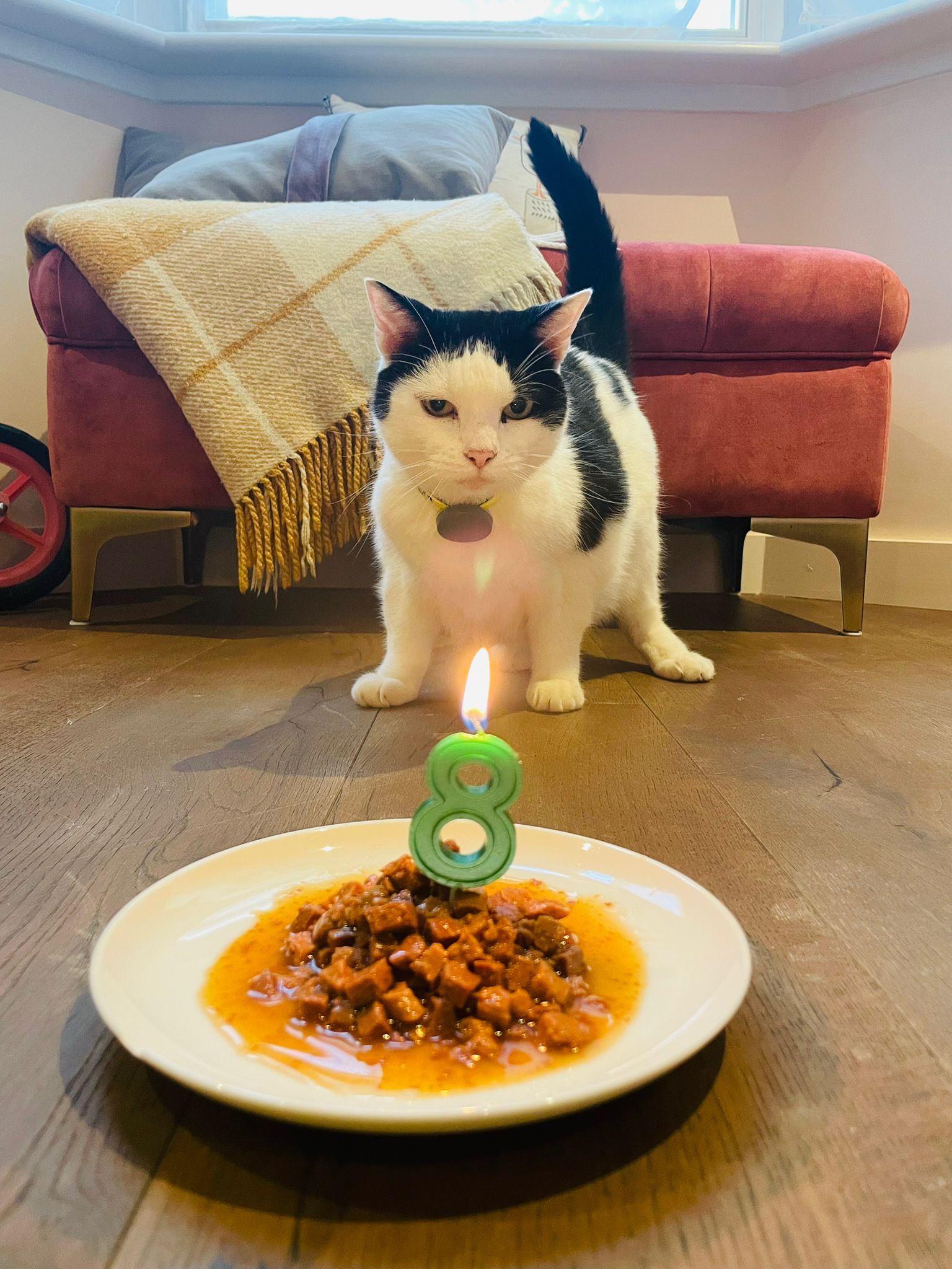 Jessie, a black and white cat, standing by a plate with cat food with a lit candle with the number eight.