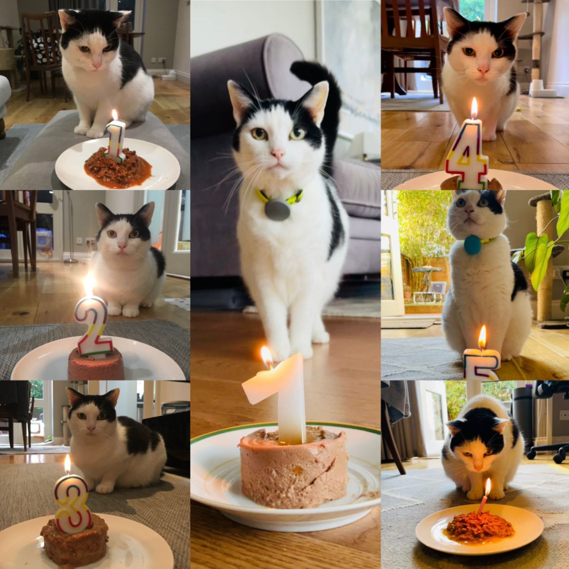 Collage of seven photos of my cat Jessie standing by cat food with a candle on top. In each photo the candle number changes to represent the adoption anniversary. Except for year 6 as there was no numbered candles available so it is a normal candle.