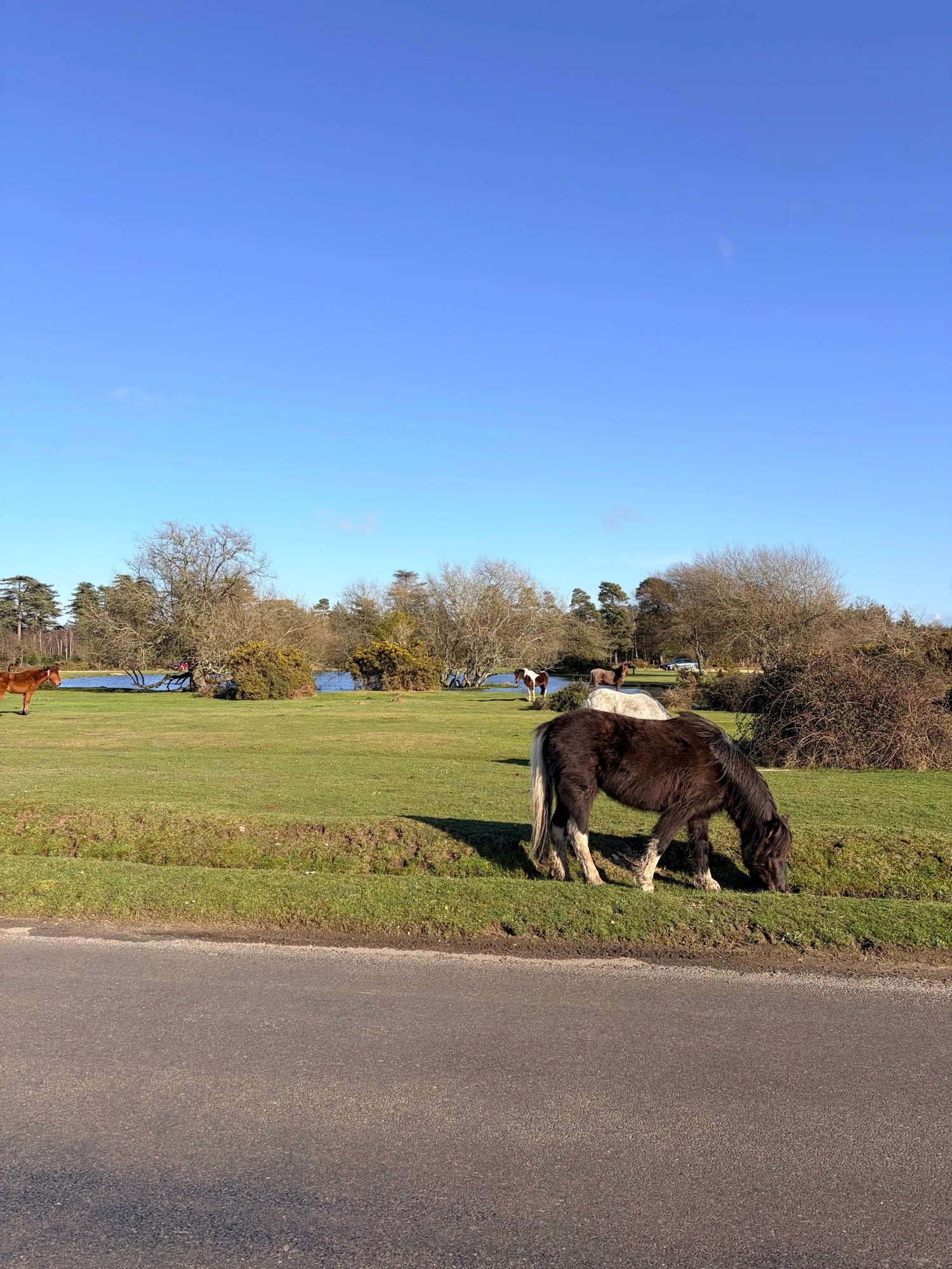 Horses grazing by a lake.