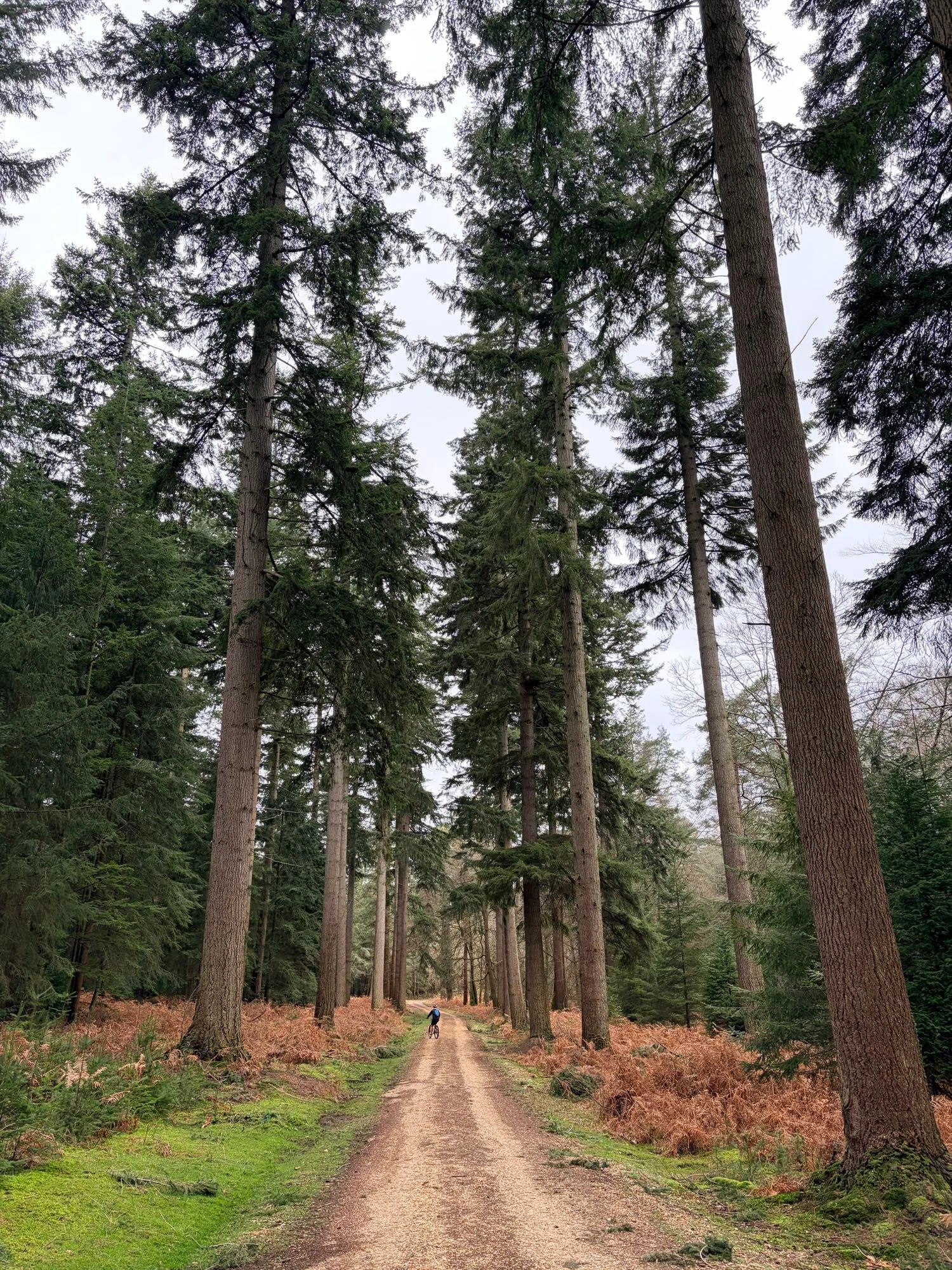 A gravel path in the middle of many tall trees in a forest.