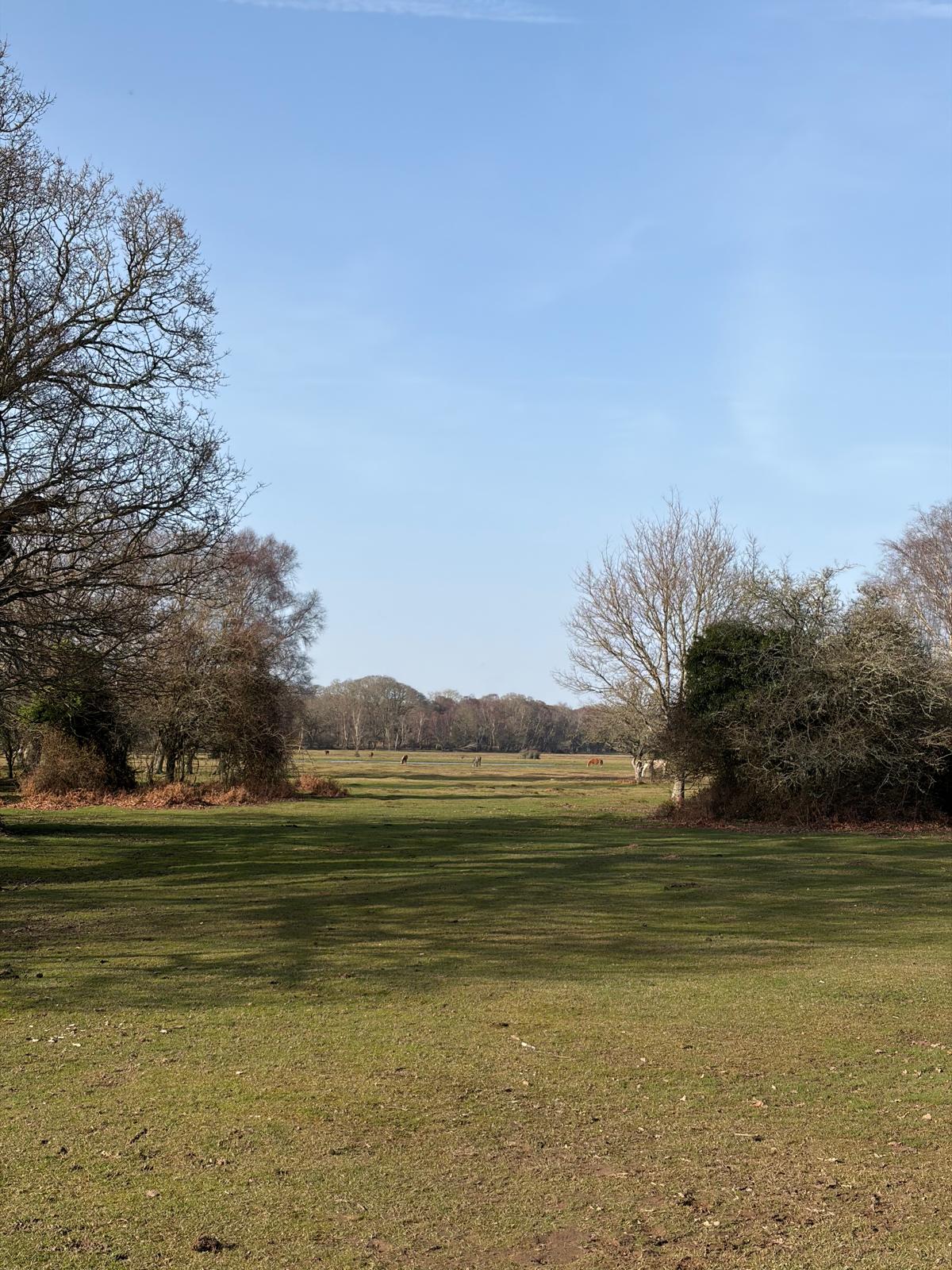 A wide open grassy common on a clear day with horses grazing.