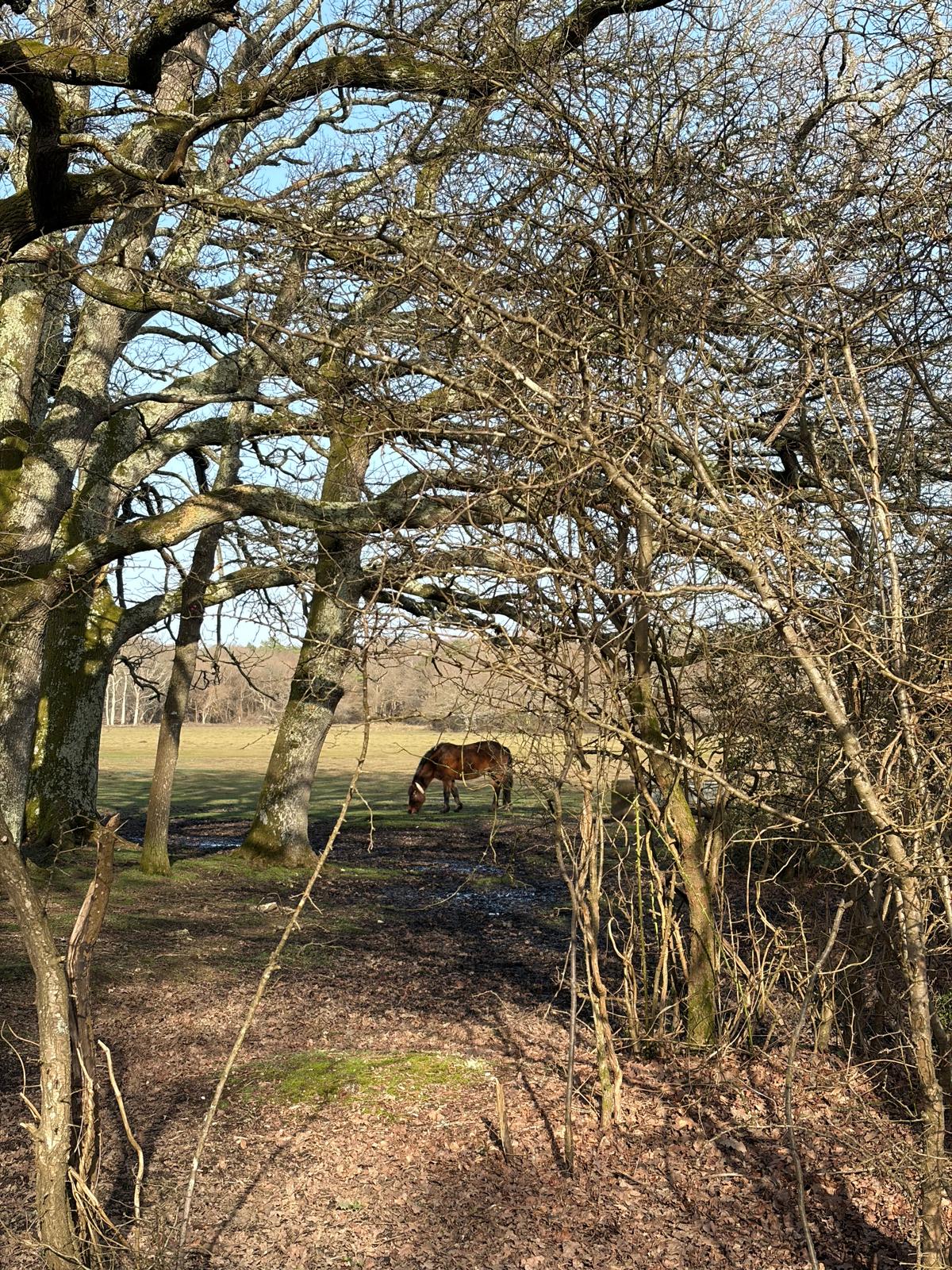 Closer look at a brown horse grazing in the same common.