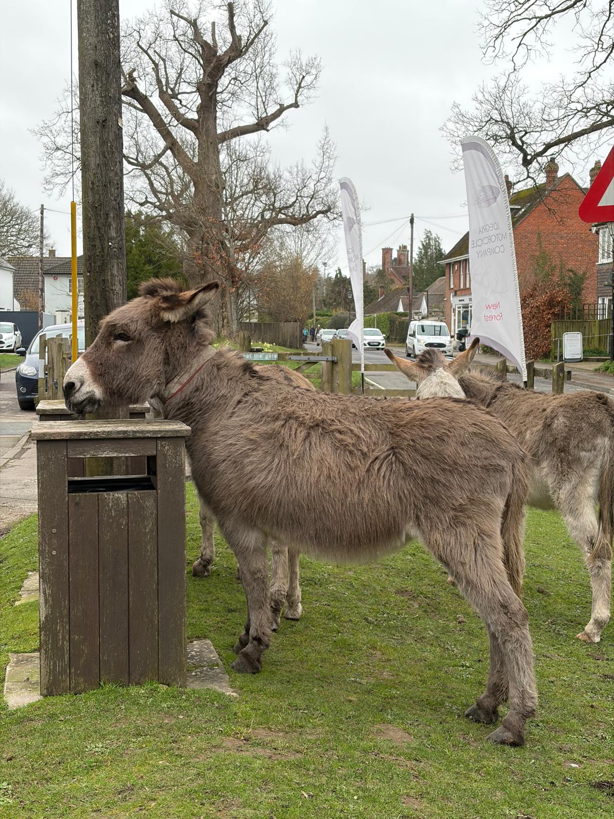 New Forest donkeys roaming freely on the street. One rubbing its nose on a bin.