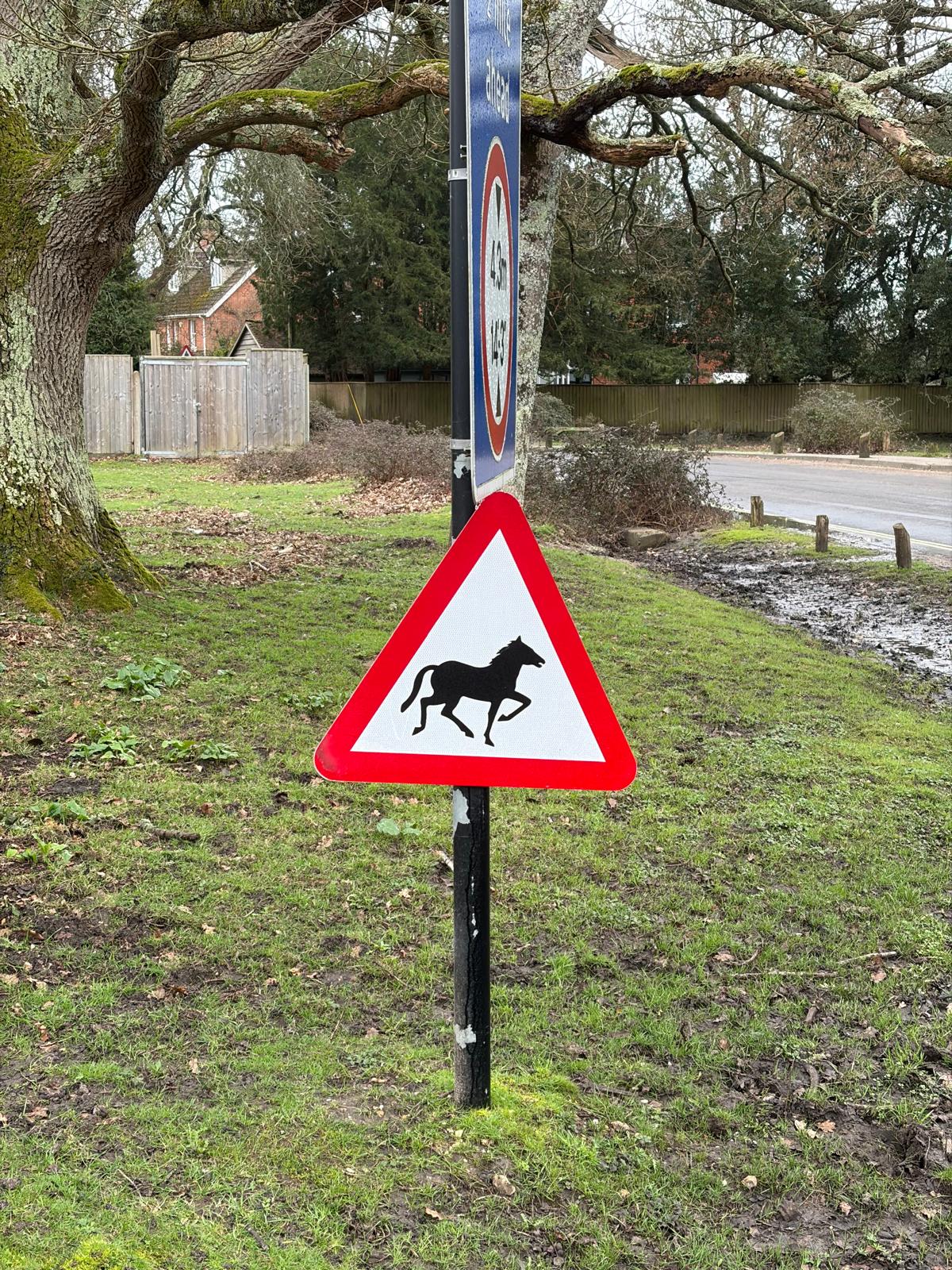 Street sign warning of the danger of horses roaming the street.
