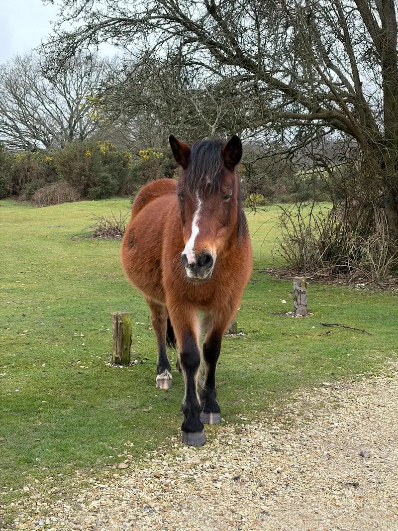 A fairly close brown horse facing the camera.